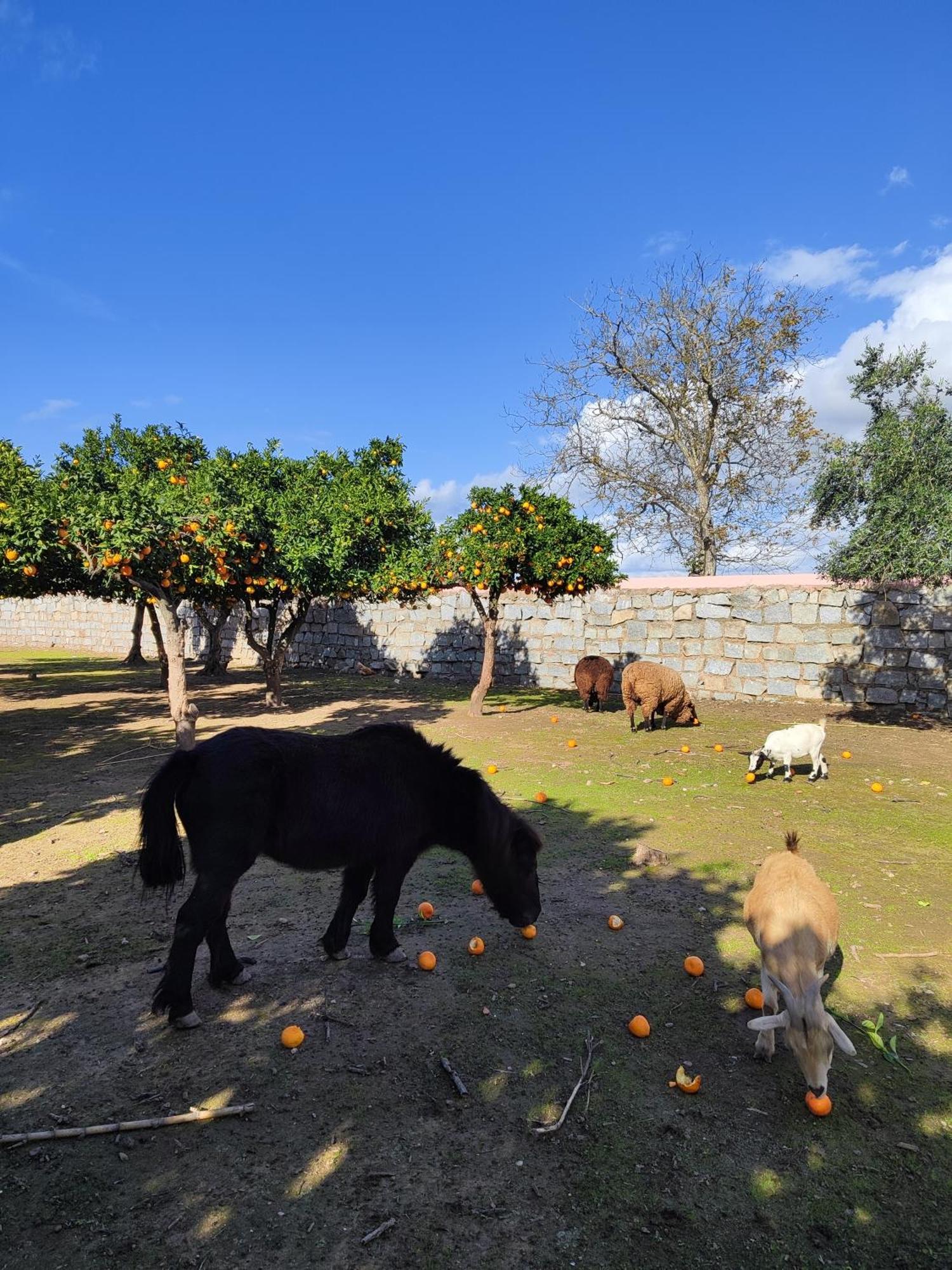 Quinta Da Ponte Das Hortas 3 Elvas Εξωτερικό φωτογραφία